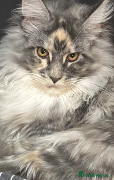Maine Coon cats Beautiful Tica Registered Maine Coon Female - Advert 3