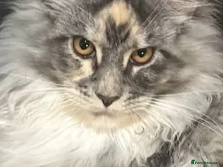 Maine Coon cats Beautiful Tica Registered Maine Coon Female - Advert 5