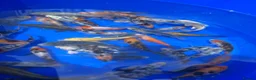 Koi Carp fish for sale: 3-4 inch Koi - Advert 8