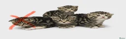 Mixed Breed cats for sale: 3 beautiful male tabby kittens  - Advert 2