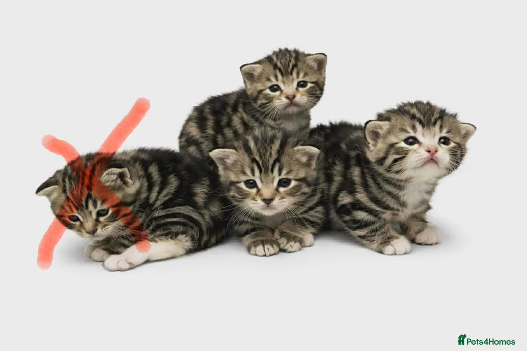 Mixed Breed cats for sale: 3 beautiful male tabby kittens  - Advert 2