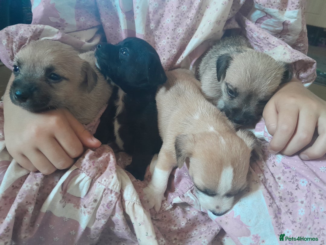 Mixed Breed dogs for sale: Jack russell x chihuahua boys only  - Image 6