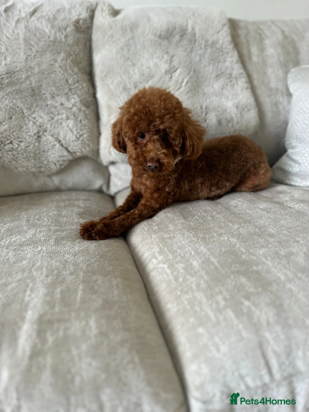 Toy Poodle dogs for sale: Deep red kc true size toy poodles - Advert 1