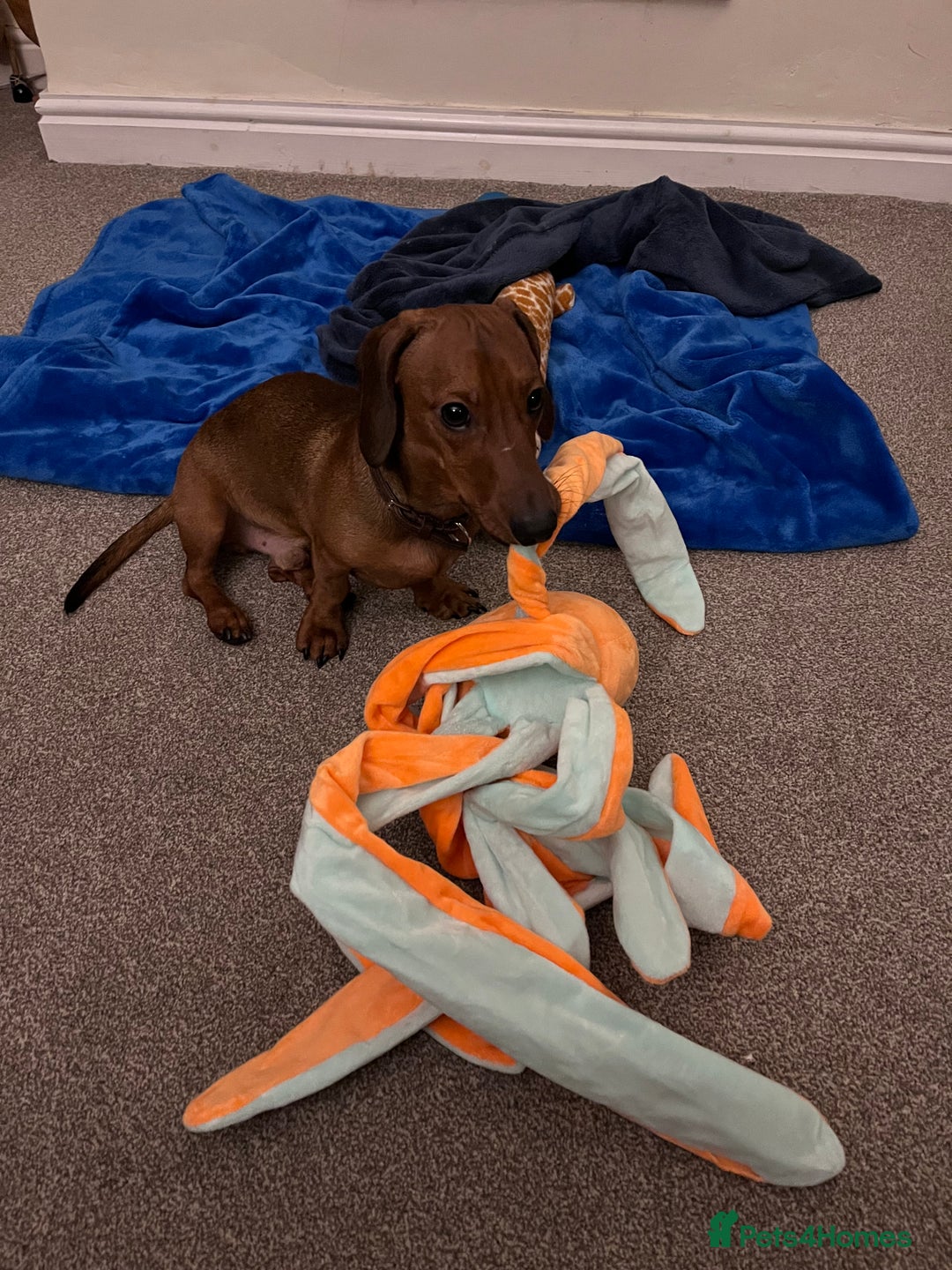 Dachshund dogs for sale: 1 year old Dachshund  - Advert 2