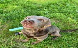 Labrador Retriever dogs for sale: Silver Labrador Retriever - Image 8