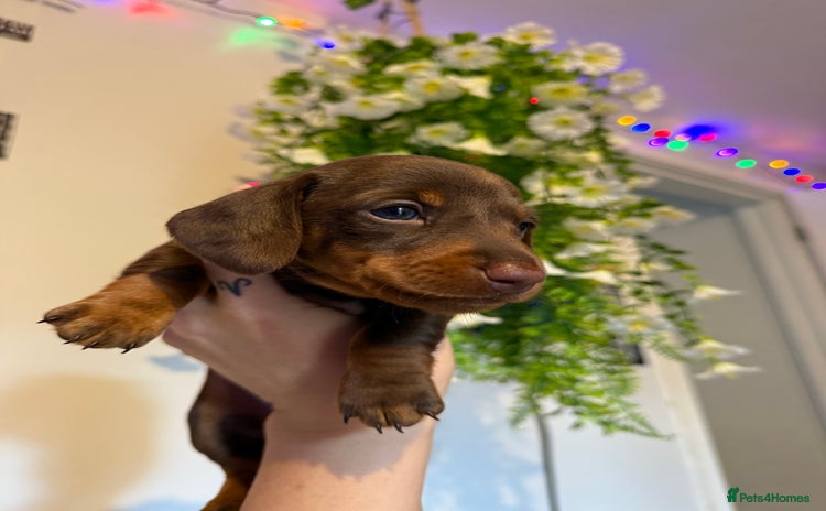 Miniature Dachshund dogs - Advert 1