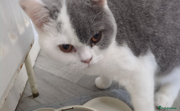 British Shorthair cats - Advert 2