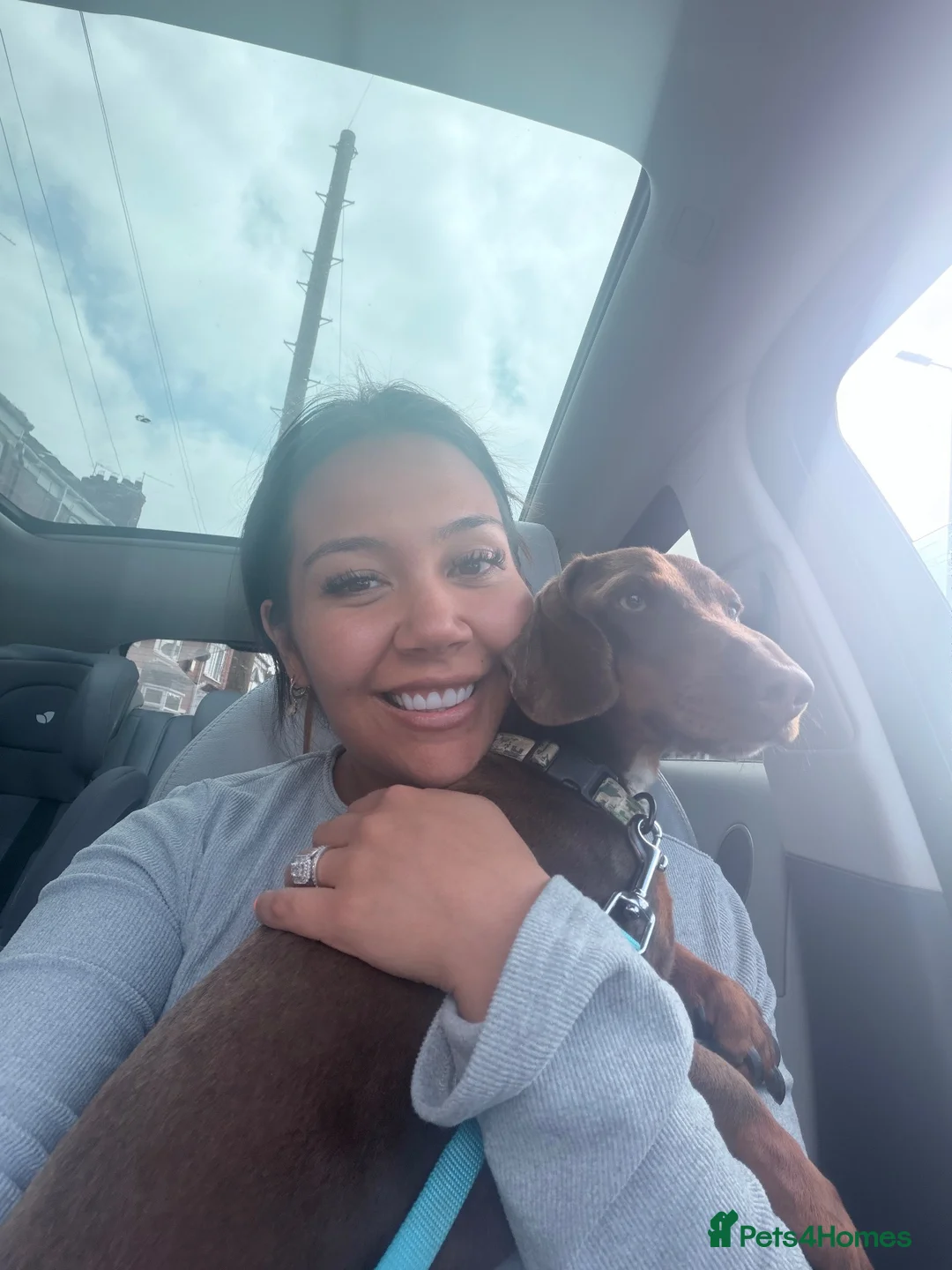 Dachshund dogs for sale: Ozzy is looking for his forever home  - Advert 10