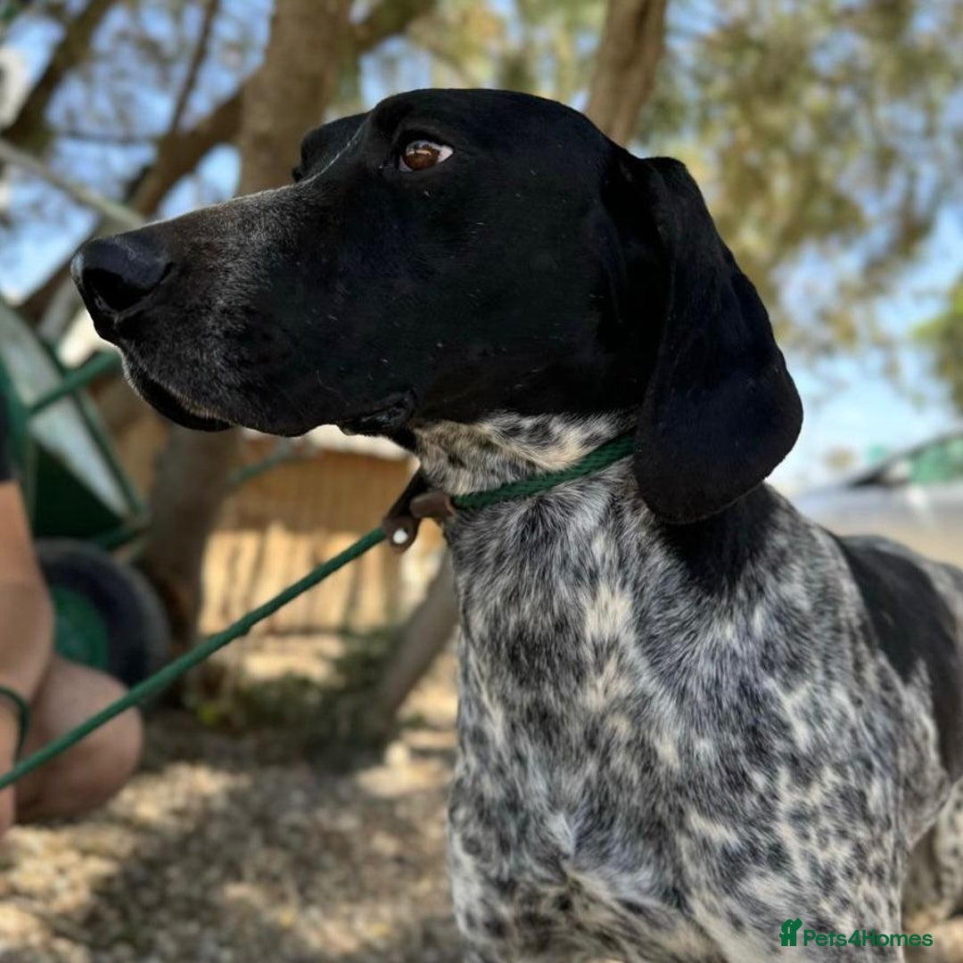 Mixed Breed dogs for adoption: Bracken (German Pointer mix) - Advert 19