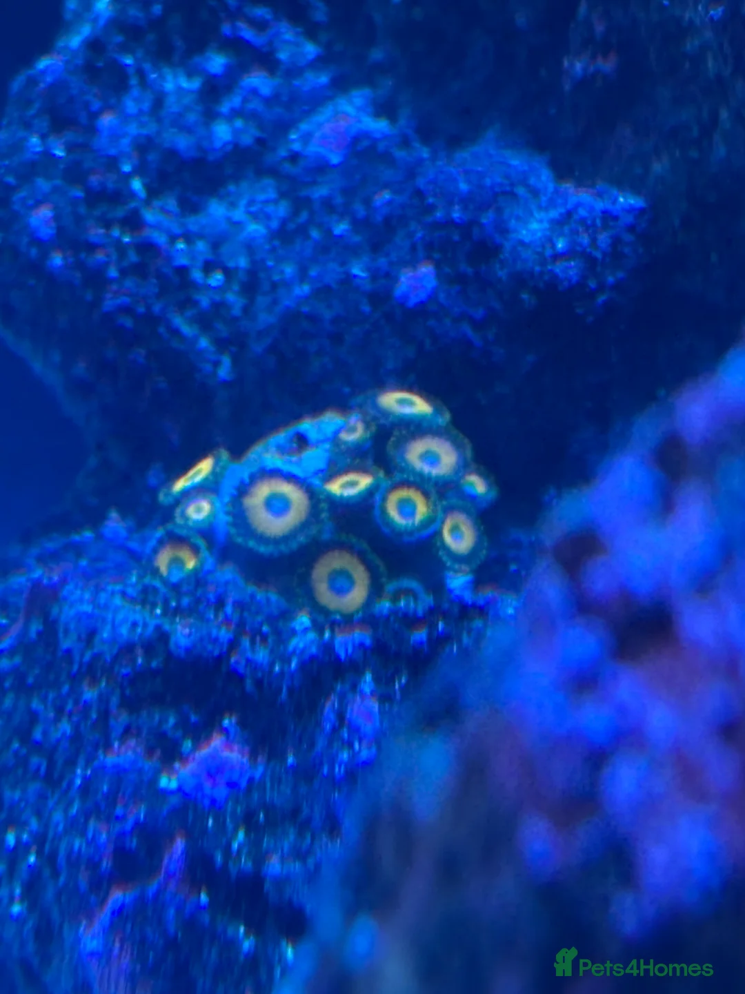 Other/Mixed Breed fish for sale: Fully set up reef tank  in York - Advert 5