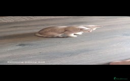 British Shorthair cats for sale: British short-hair kittens - Image 11