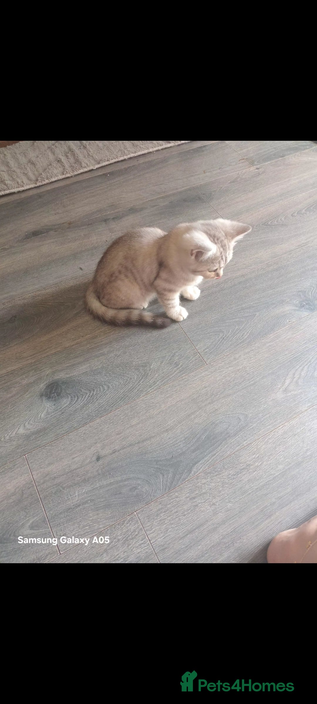 British Shorthair cats for sale: British short-hair kittens - Image 11