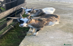 Goats livestock for sale: Nanny pygmy goats - Advert 3