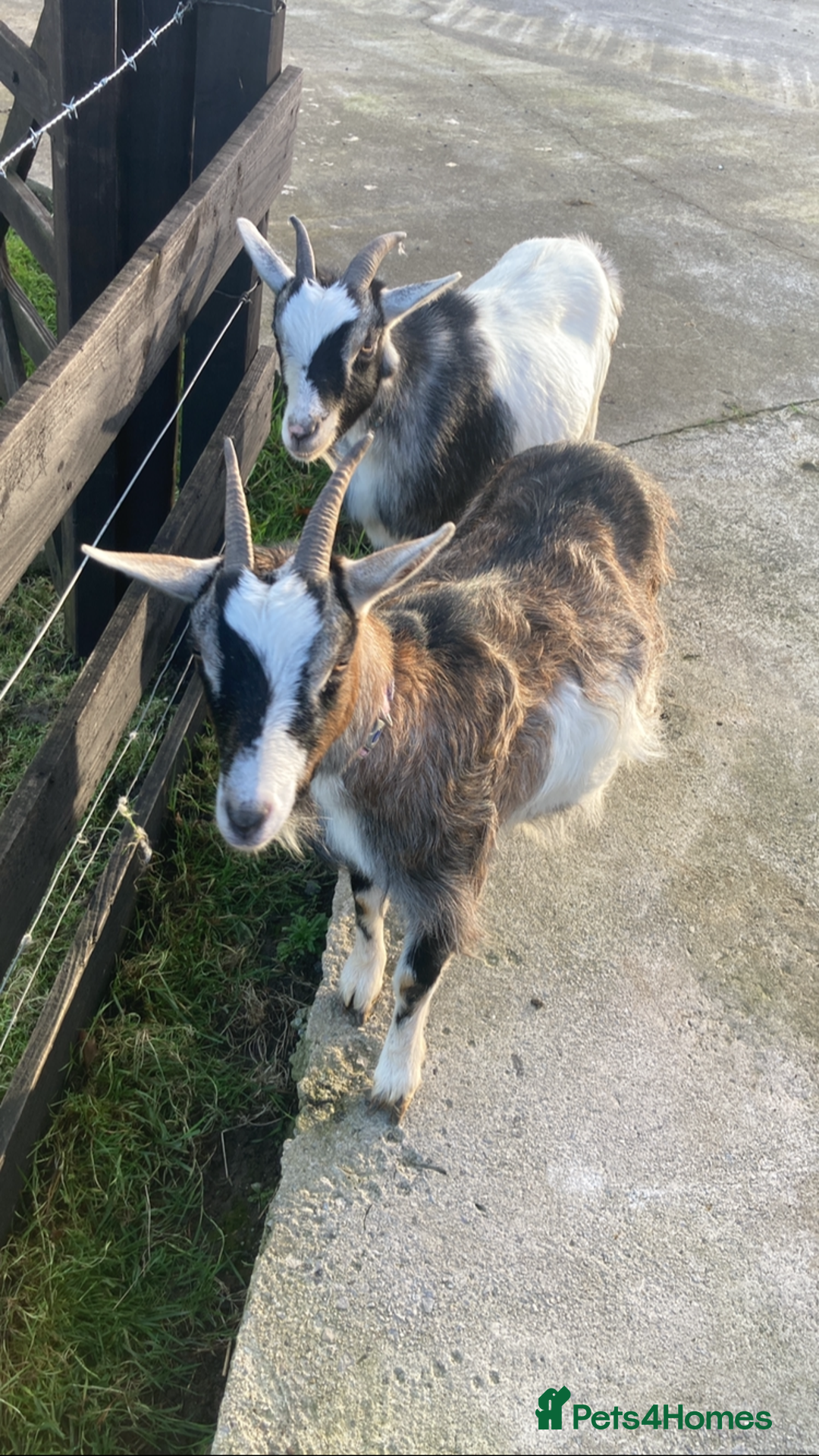 Goats livestock for sale: Nanny pygmy goats - Advert 3