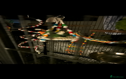 Lovebirds birds for sale: Matched lovebird  - Advert 2