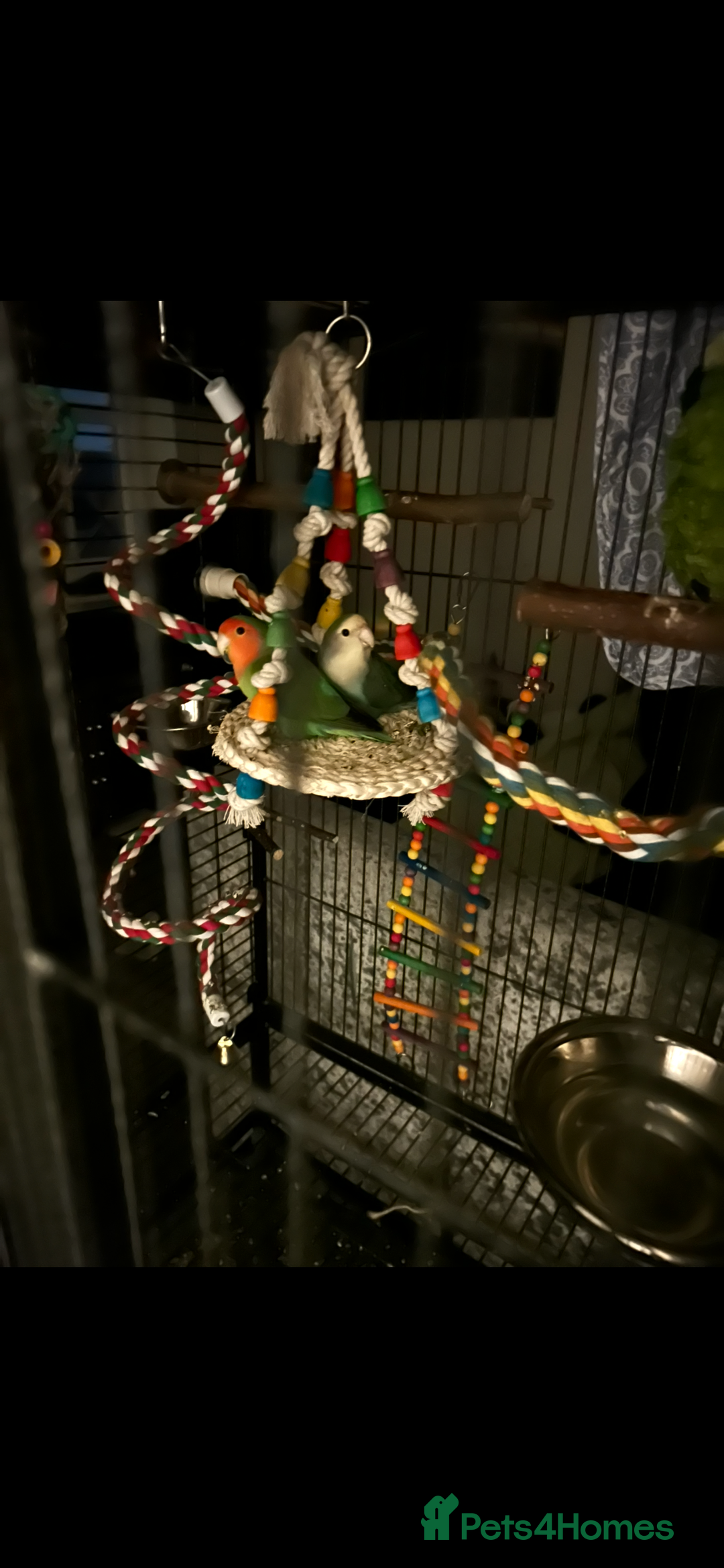 Lovebirds birds for sale: Matched lovebird  - Advert 2