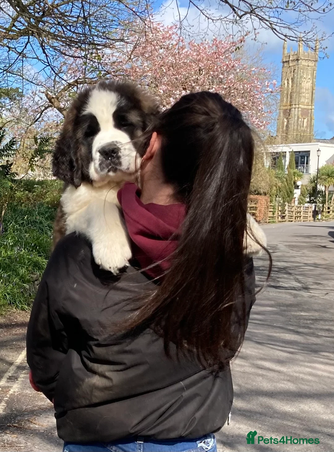Saint Bernard dogs for sale: Pups from HIP & ELBOW scored parents  - Advert 2