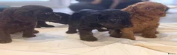 Cockapoo dogs for sale: 7 Beautiful F1 Cockapoo Puppies  - Advert 6