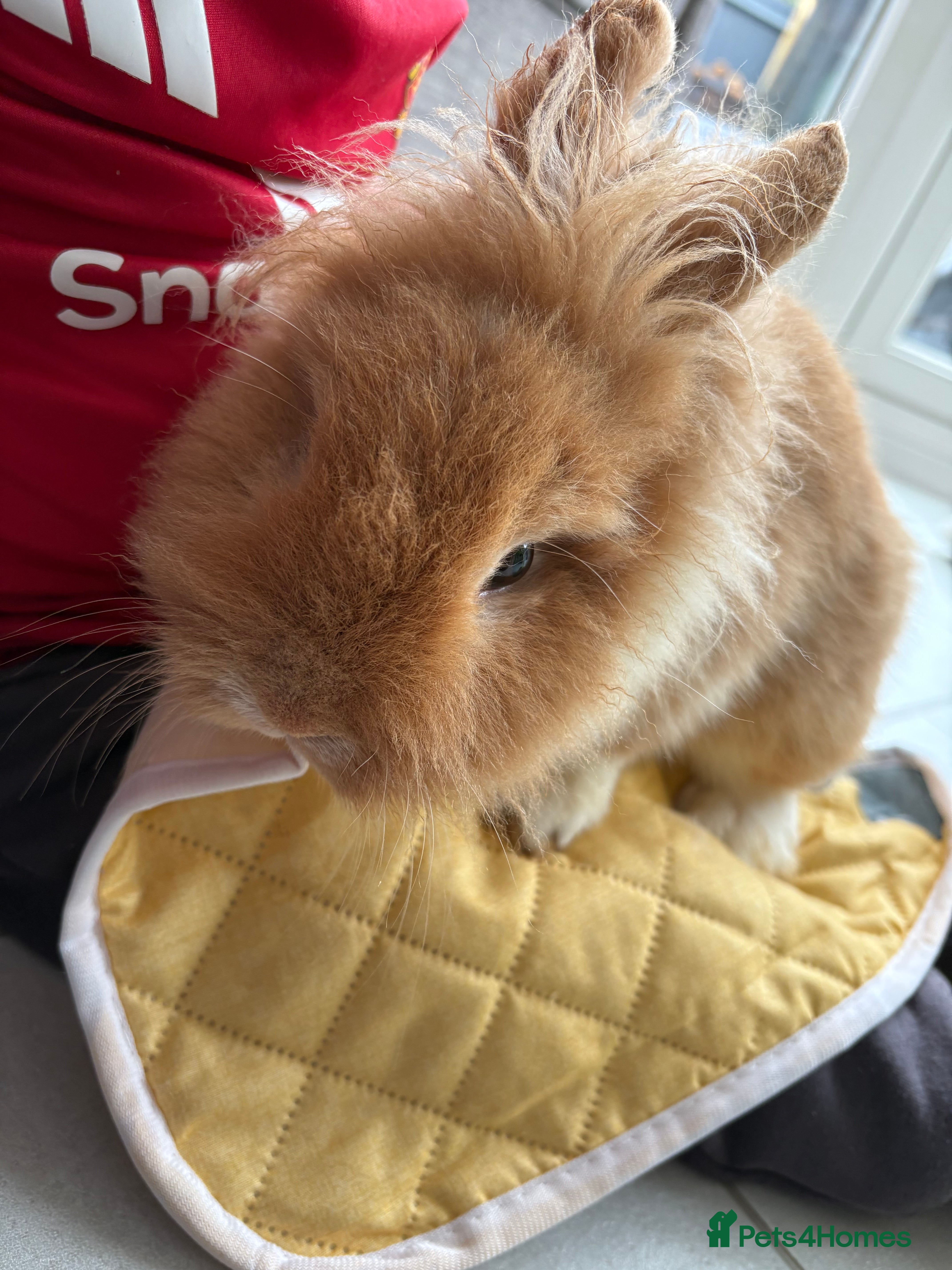 Lionhead rabbits Two male lionhead rabbits and cage - Advert 8