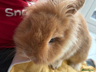 Lionhead rabbits Two male lionhead rabbits and cage - Advert 15