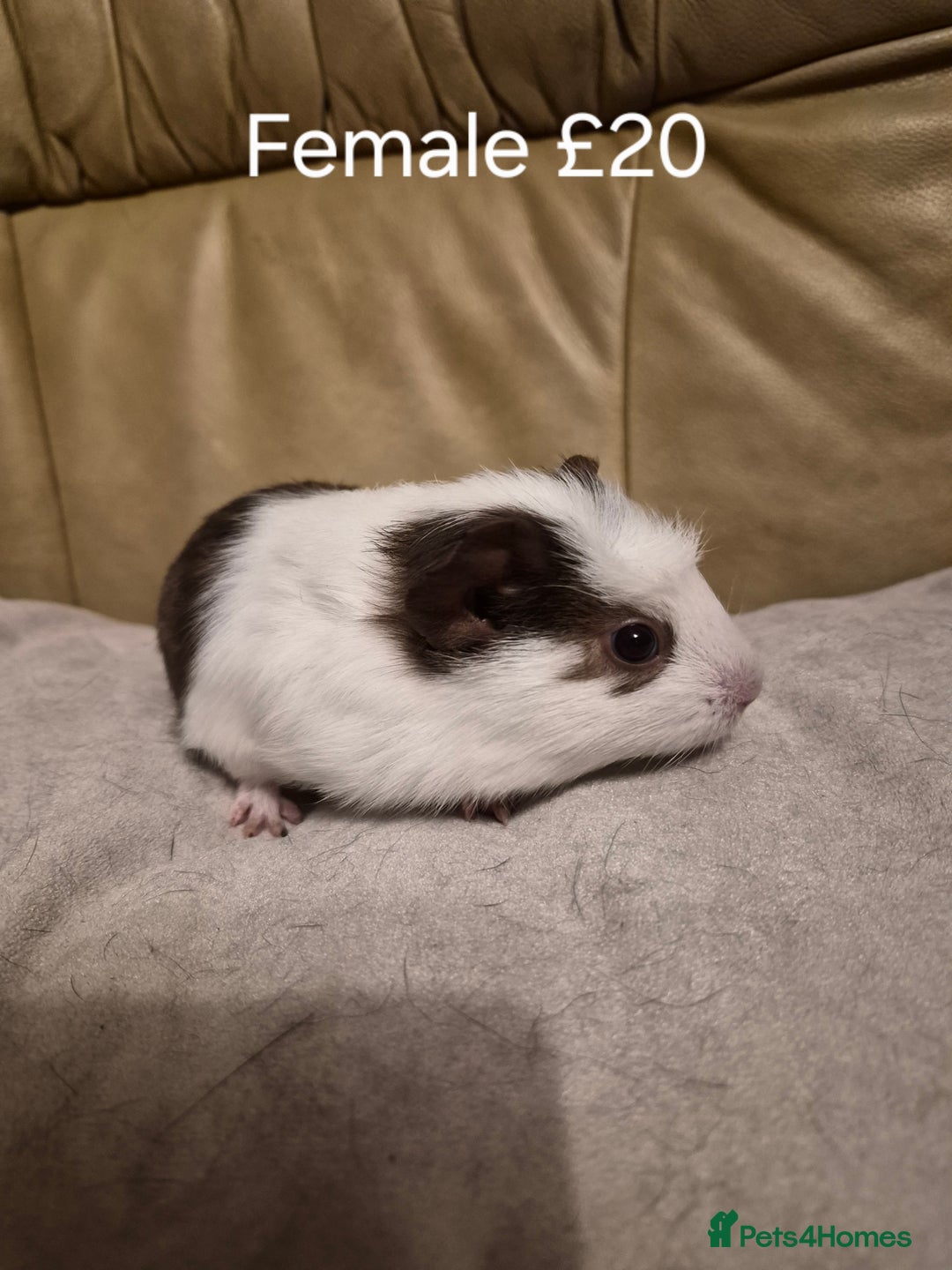 Guinea Pig rodents for sale: 5 Adorable Female Baby Guinea Pigs - Advert 3