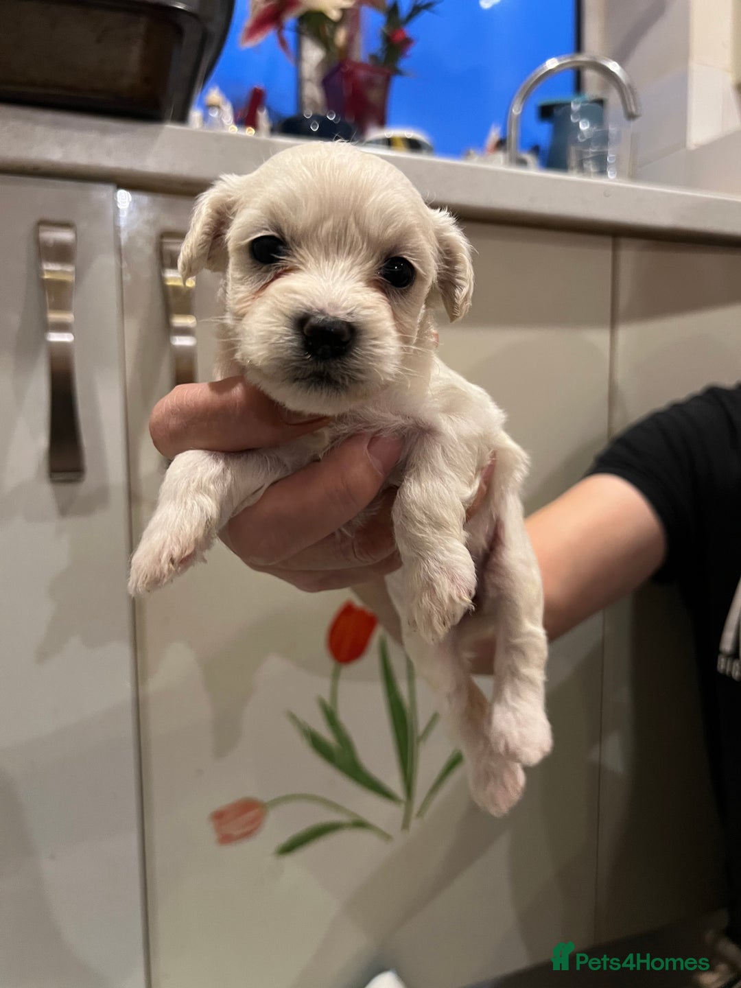 Bichon Frise dogs for sale: Adorable Bichon Frise x Bichon Maltese  - Advert 8