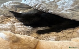 Domestic Shorthair cats for sale: Amazingly Tame, Beautiful Female Kittens  - Image 18
