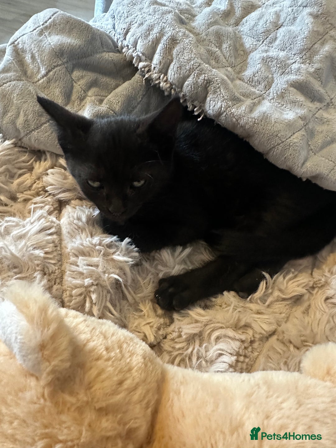 Domestic Shorthair cats for sale: Amazingly Tame, Beautiful Female Kittens  - Image 18
