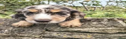 Cocker Spaniel dogs for sale: 2 cocker girls - Advert 18
