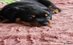 Rottweiler dogs for sale: Pure breed Rottweiler  - Image 31