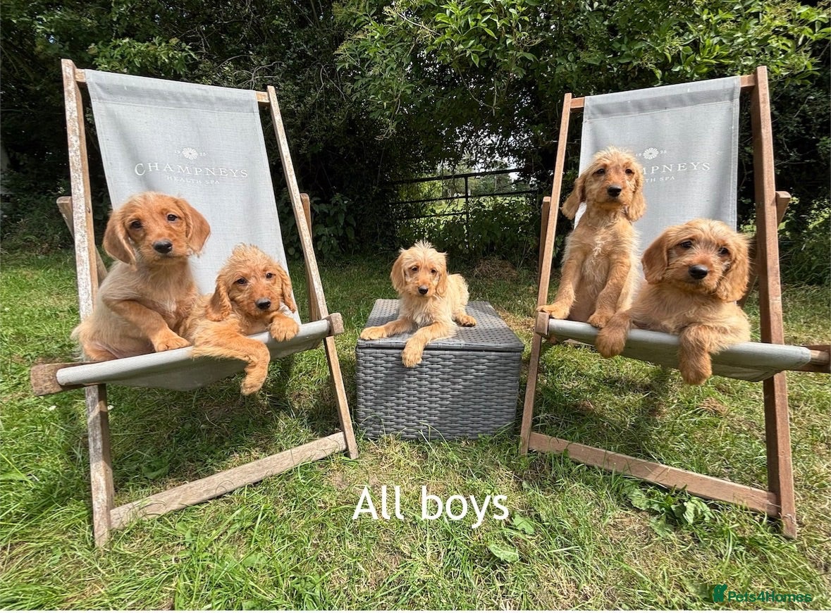 Labradoodle dogs Fox Red Labradoodle Puppies  - Advert 2