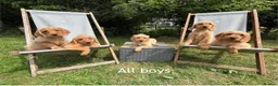 Labradoodle dogs for sale: Adorable Small Labradoodle Puppies - Advert 13
