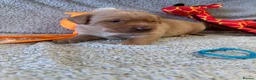Labrador Retriever dogs for sale: 🐾1 Stunning Labrador Puppy left 👀 🏡 🐾 - Advert 27