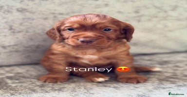 Cocker Spaniel dogs - Advert 2