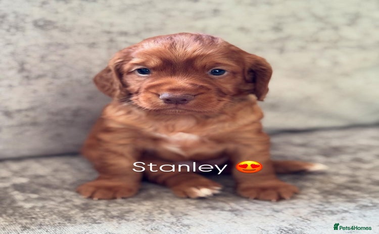 Cocker Spaniel dogs - Advert 2