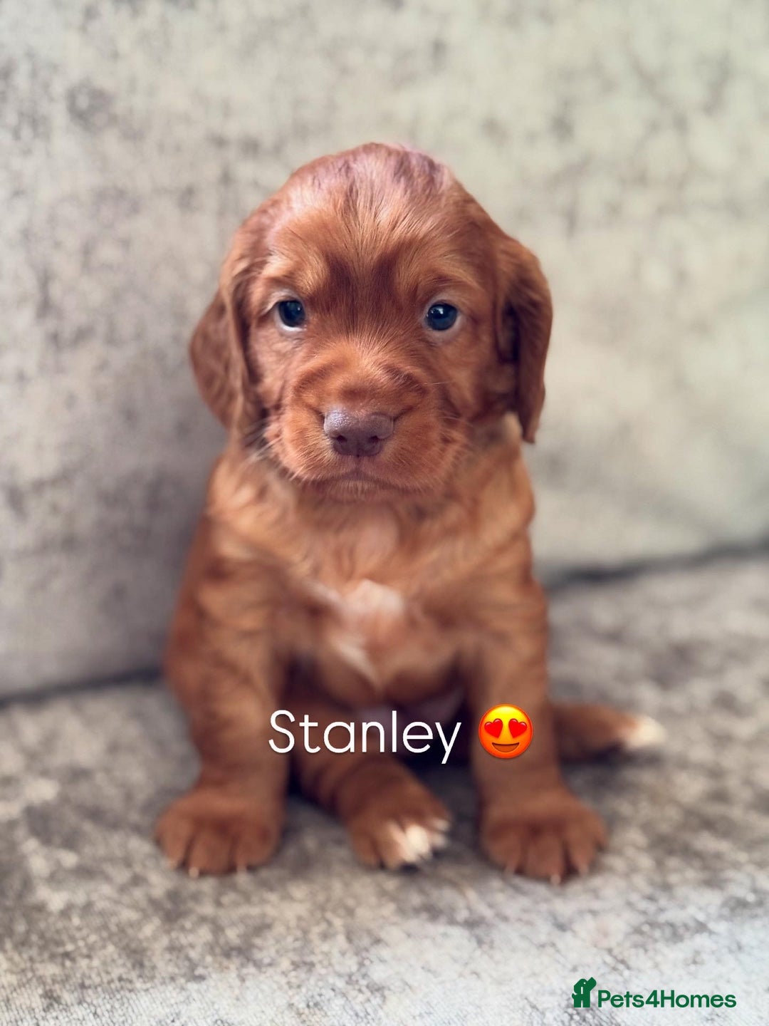 Cocker Spaniel dogs for sale: 🐾 Cocker Spaniel Puppies – Great FTC bloodlines - Image 1