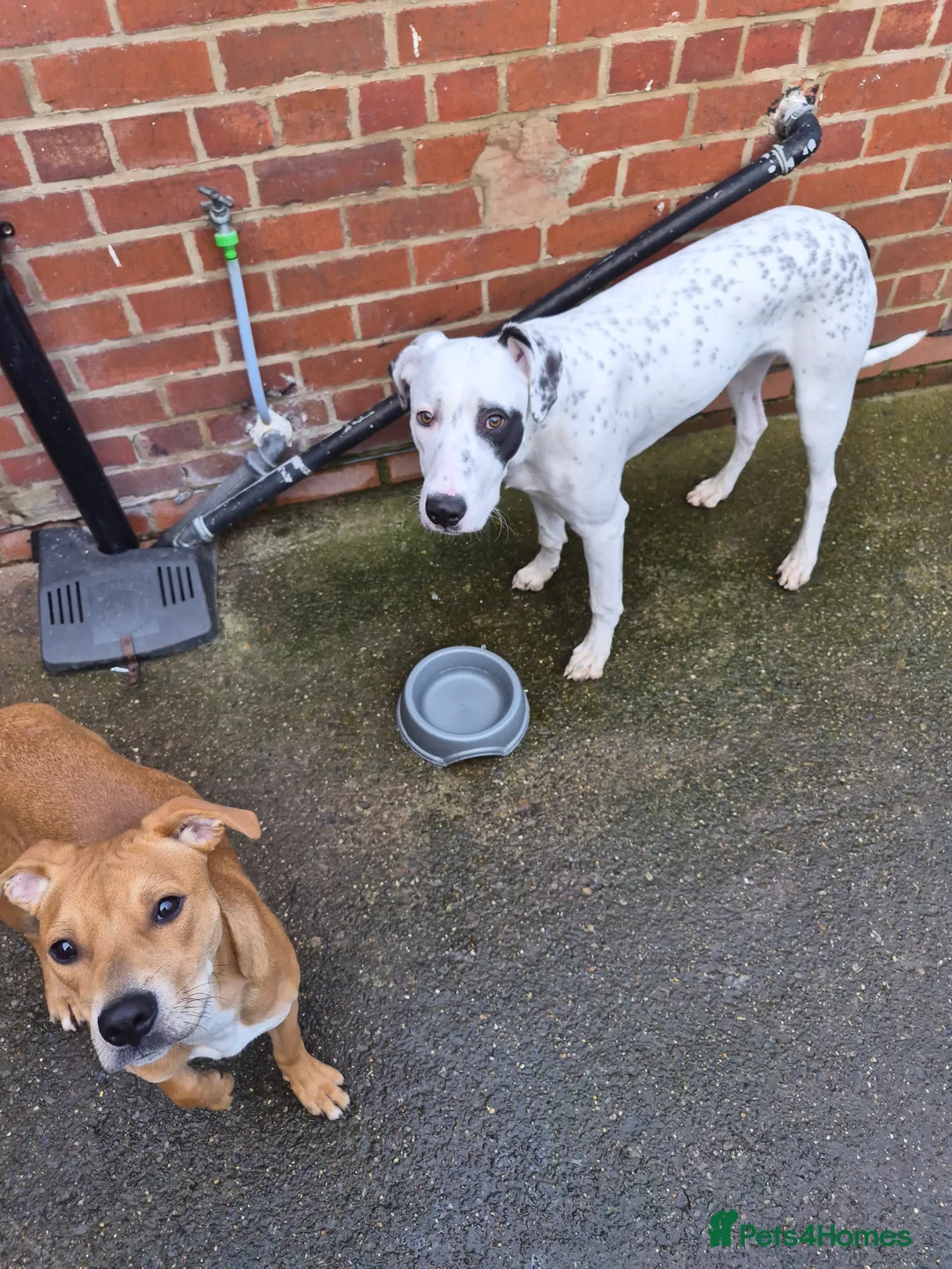 Mixed Breed dogs for sale: Pickett lurcher x bull male 8 month in Pickering - Advert 1