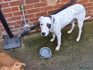 Mixed Breed dogs Pickett lurcher x bull male 8 month in Pickering - Advert 1