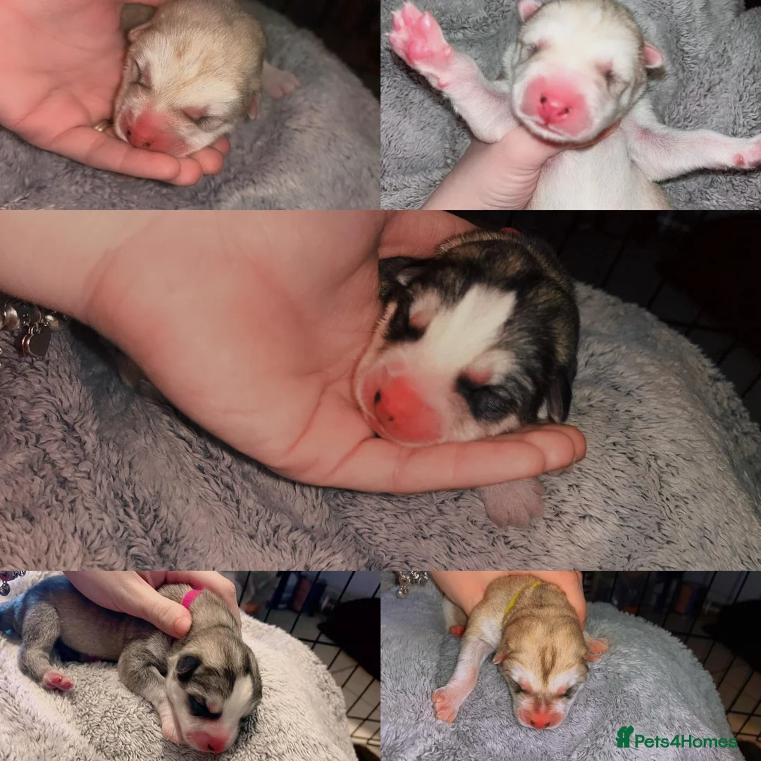 Siberian Husky dogs for stud:  Loki in Heywood - Advert 17