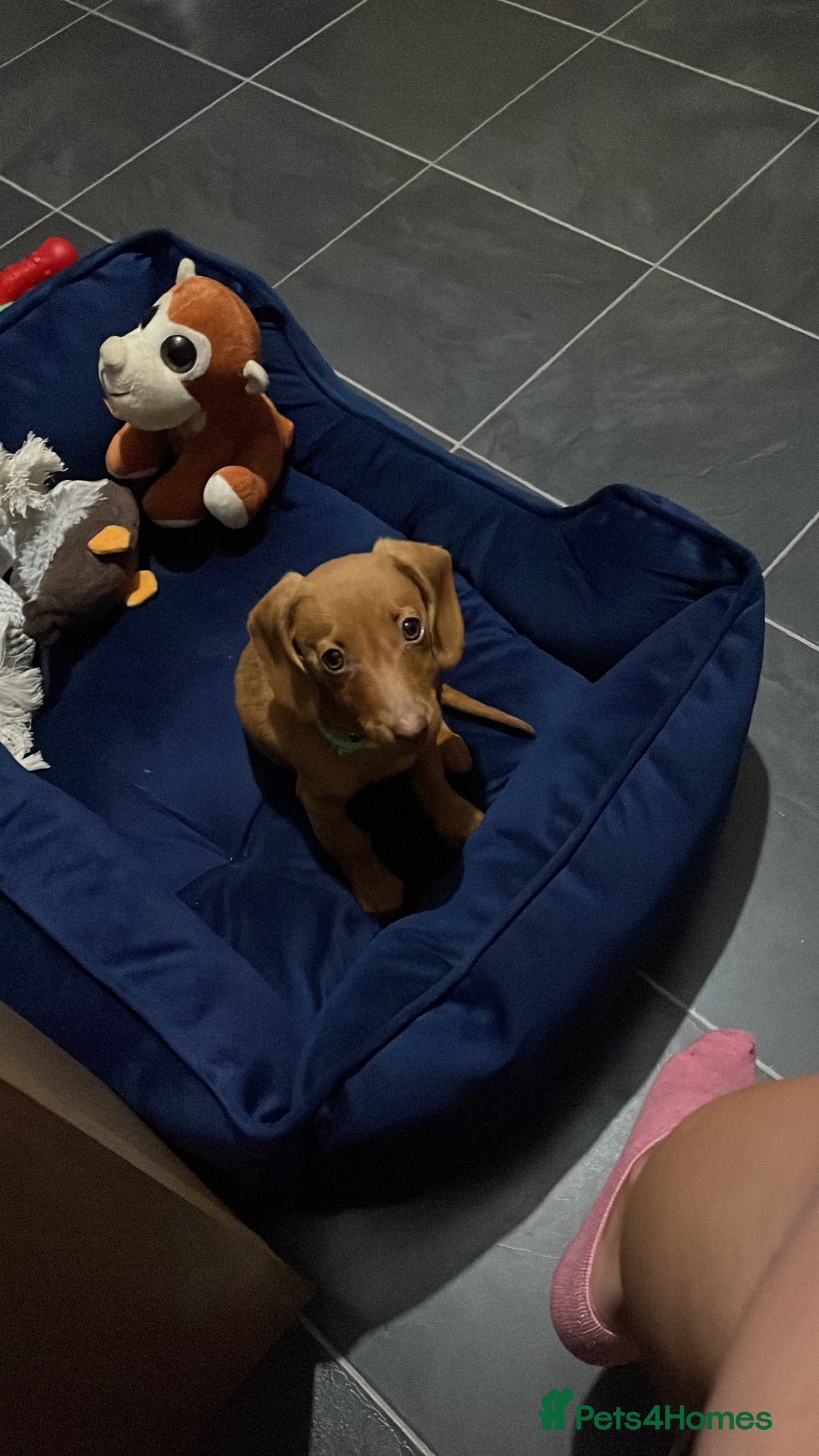 Miniature Dachshund dogs Miniature dachshund  - Advert 1