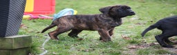 Presa Canario dogs for sale: Presa Canario Puppies (Recognised Breeder) - Advert 14