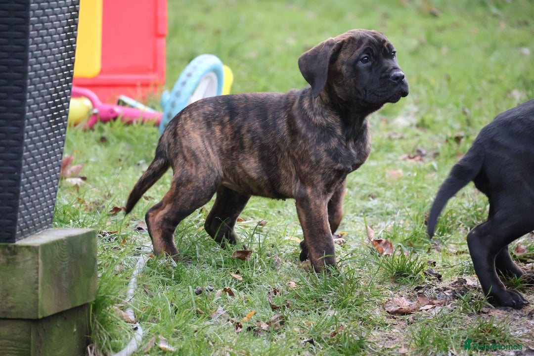 Presa Canario dogs for sale: Presa Canario Puppies (Recognised Breeder) - Advert 14