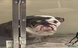 English Bulldog dogs for sale: Ready now  - Image 6