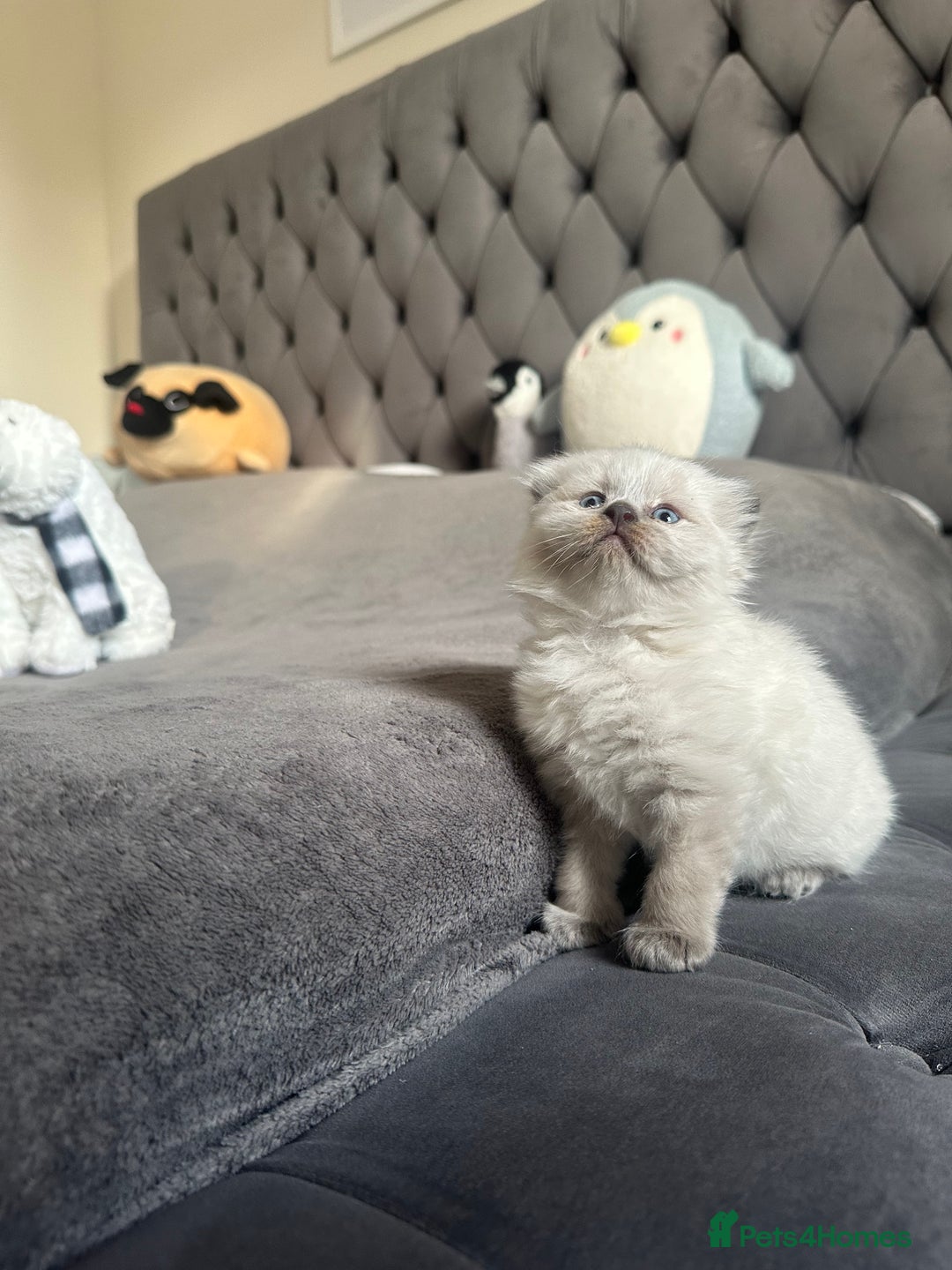 Scottish Fold cats for sale: Adorable playful scottish fold kittens  - Image 29