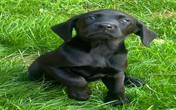 Labrador Retriever dogs for sale: Beautiful lab female puppy  - Image 20