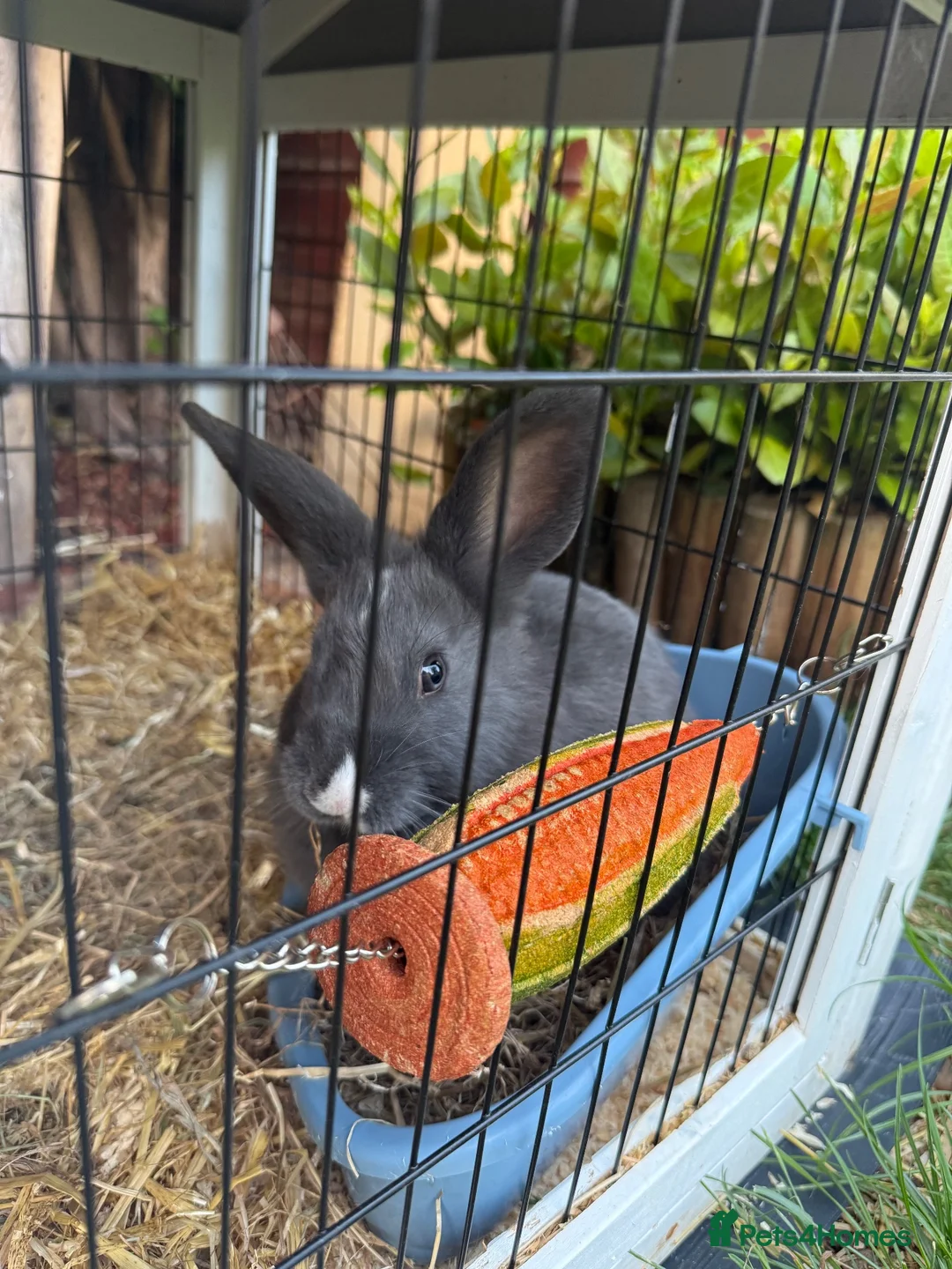 Mixed Breed rabbits for sale: 2 Male rabbits  in Worksop - Advert 6