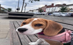 Beagle dogs for sale: Lexi  - Advert 13