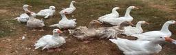 Mixed Breed poultry for sale: Variety of poultry available - Advert 1