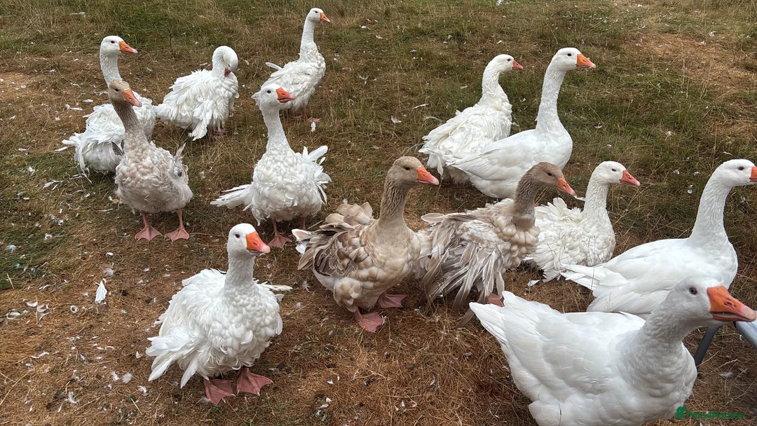 Mixed Breed poultry for sale: Variety of poultry available - Advert 1