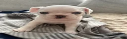 Frug dogs for sale: 🐶 Pug/French bulldog puppies 🐶 Rare markings - Advert 9